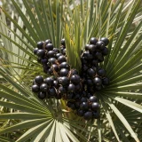 Prostalix Ingredients1